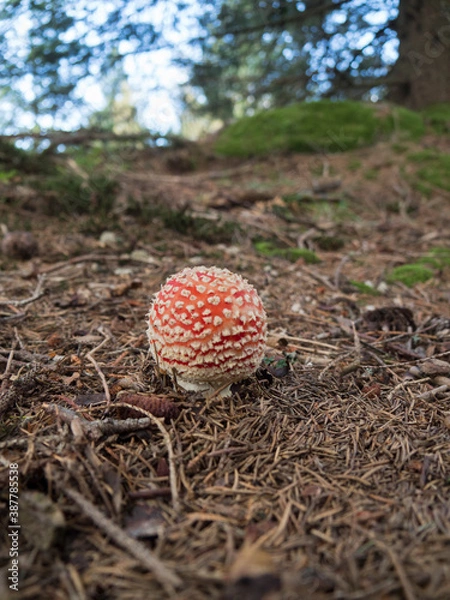 Fototapeta Champignon sortant de terre : Amanite tue-mouche