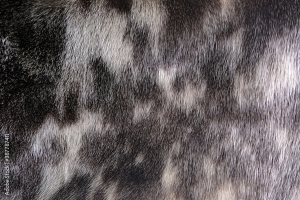 Obraz Beautiful background from spotted natural fur (seal)