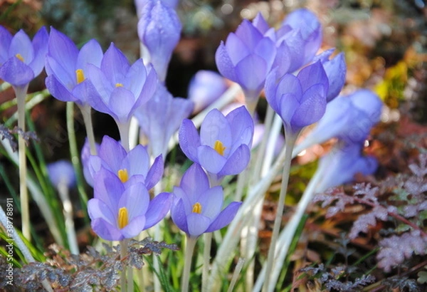 Fototapeta Close up of small, rounded, lilac flowers of the fall crocus (Crocus goulimyi), endemic to Greece 