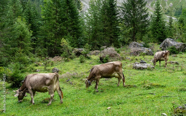 Obraz Kühe auf der Alm