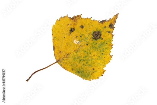 Fototapeta Close-up of autumn leaf isolated on white background