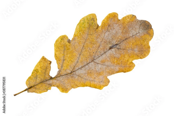 Fototapeta Close-up of autumn leaf isolated on white background