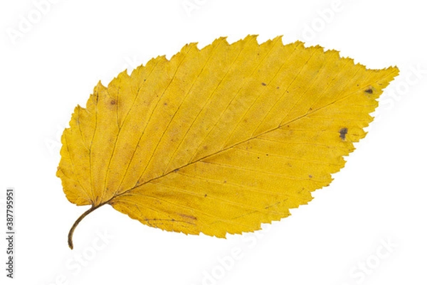 Fototapeta Close-up of autumn leaf isolated on white background