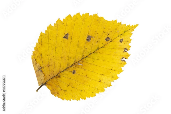 Fototapeta Close-up of autumn leaf isolated on white background