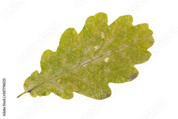 Fototapeta Close-up of autumn leaf isolated on white background