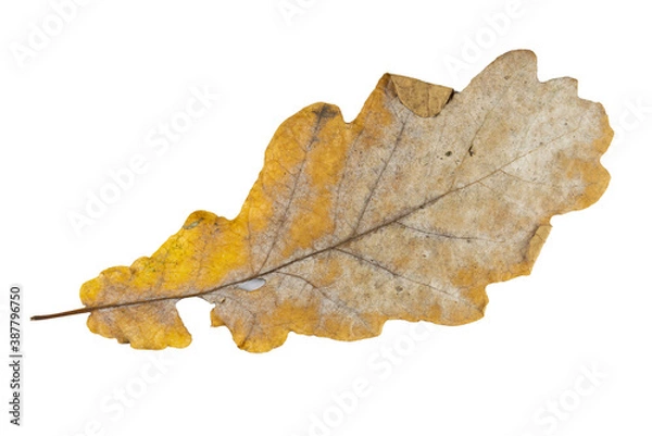 Fototapeta Close-up of autumn leaf isolated on white background