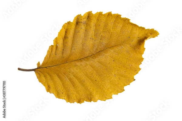 Fototapeta Close-up of autumn leaf isolated on white background
