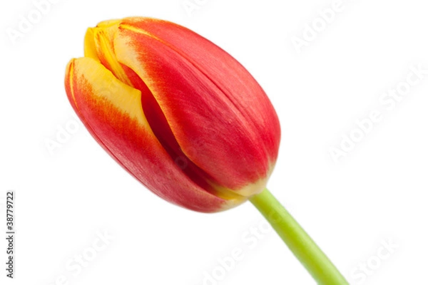 Obraz Wundeschöne Tulpenblüte