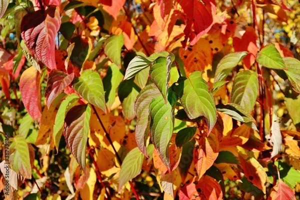 Fototapeta Buntes Herbstlaub