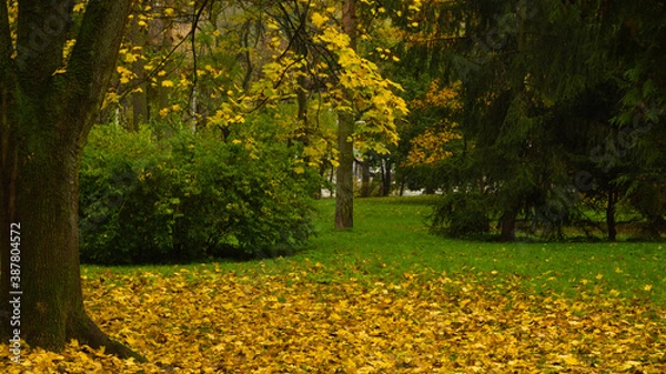 Fototapeta A walk in the park on an autumn day.10