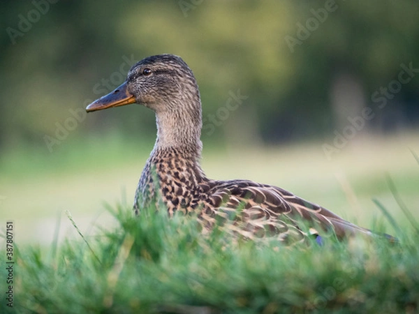 Fototapeta Canard colvert femelle dans l'herbe