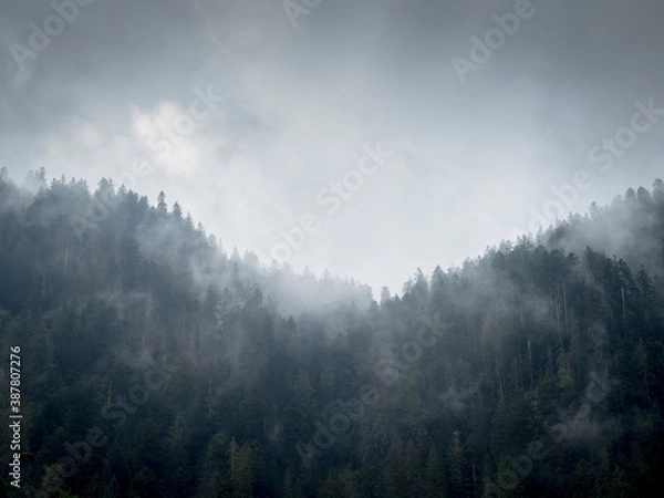 Fototapeta Montage et forêt de sapin dans la brume