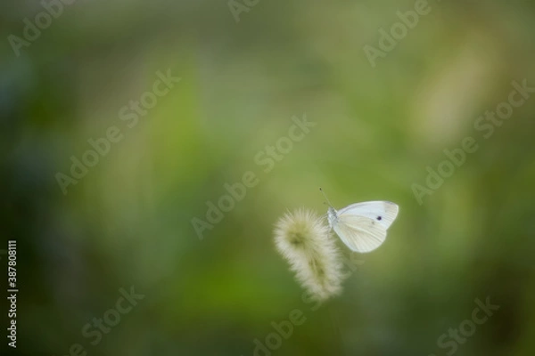 Obraz Butterfly sits on a blade of grass on a blurry background with a copy of the text space. Only the butterfly is in focus, soft focus, beautiful blur and bokeh