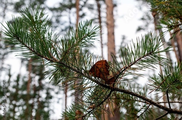 Fototapeta leaf on wood