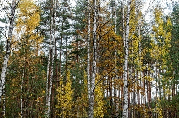 Fototapeta autumn in the forest