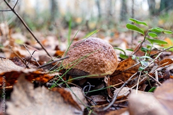 Fototapeta mushroom in the forest