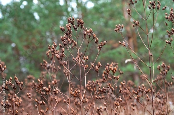 Fototapeta red and green leaves