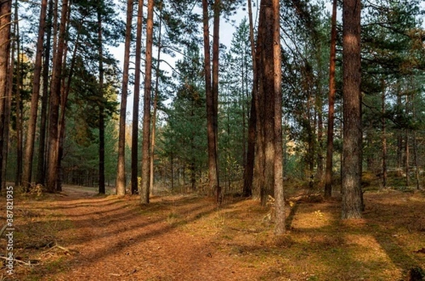 Fototapeta path in autumn forest