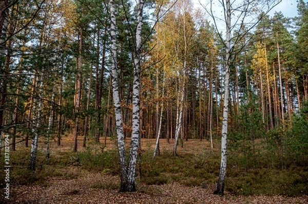 Fototapeta forest in autumn