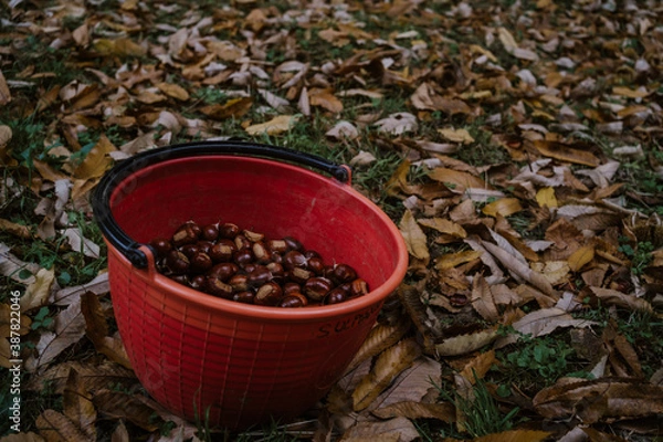 Fototapeta detail of a basket of freshly picked chestnuts in a natural autumn context