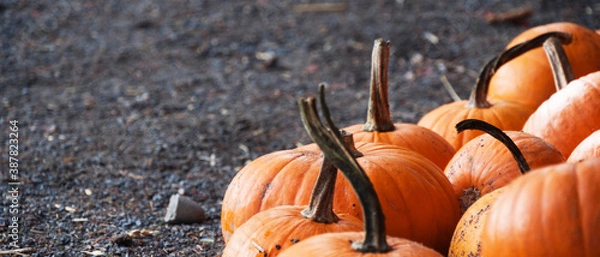 Obraz Citrouilles sur bitume
