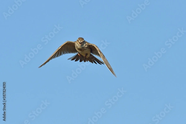 Obraz Der Flug der Felderche