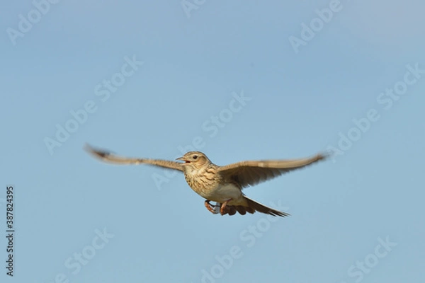Obraz Der Flug der Felderche