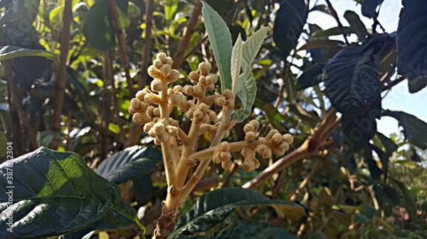 Fototapeta 한국 제주도 비파나무, 비파꽃, 꽃망울