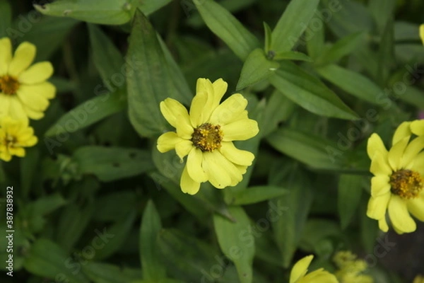 Obraz The textures of different plants from a garden in Vancouver