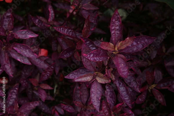 Obraz The textures of different plants from a garden in Vancouver