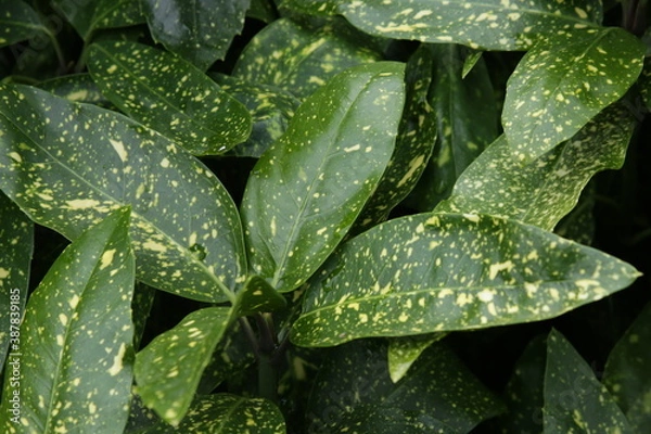 Obraz The textures of different plants from a garden in Vancouver