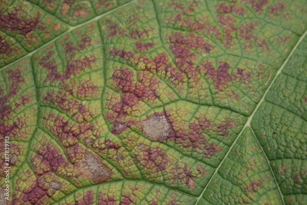 Obraz The textures of different plants from a garden in Vancouver