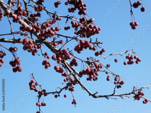 Fototapeta Apple tree branch with small frozen apples on the background of sky
