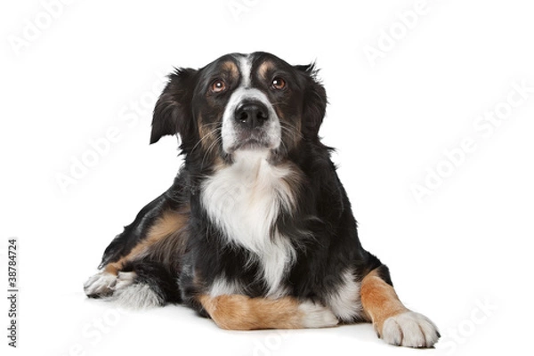 Obraz border collie sheepdog