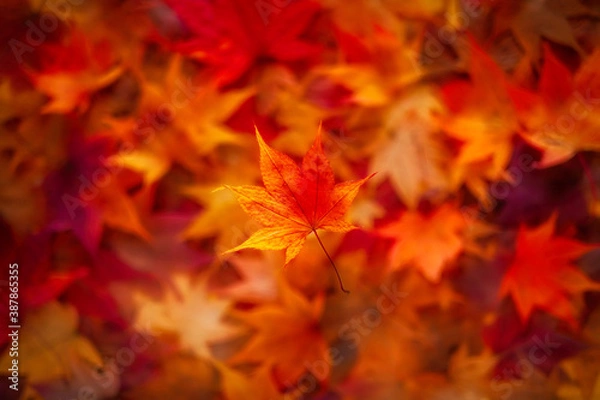 Fototapeta 秋の落ち葉 