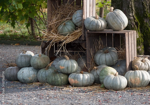 Obraz Citrouilles noires décaissées