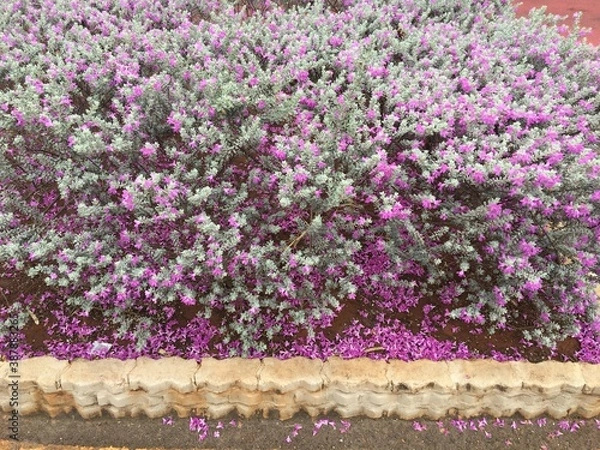 Fototapeta Folha de prata 2