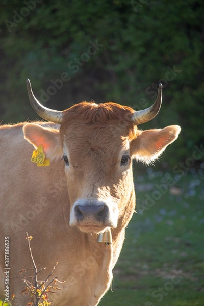 Fototapeta Straight on view of an orange cow with horns looking straight, wearing a golden bell and a yellow marking tag on its ear. Surrounded by trees in the nature