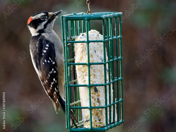 Obraz downy woodpecker (Dryobates pubescens) on the feeder with suet, hung in the backyard for the winter