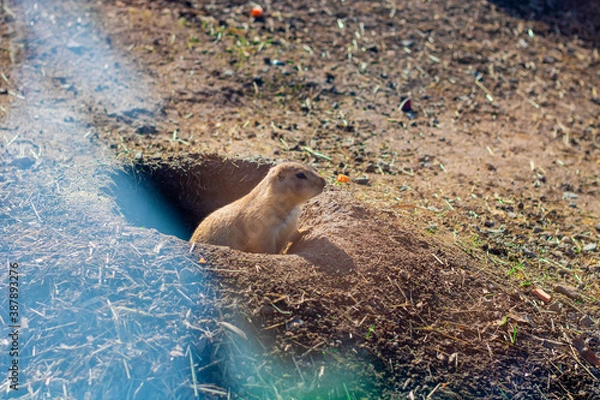 Obraz marmot  
groundhog  土拨鼠
