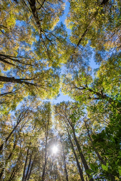 Obraz look up to the tree tops