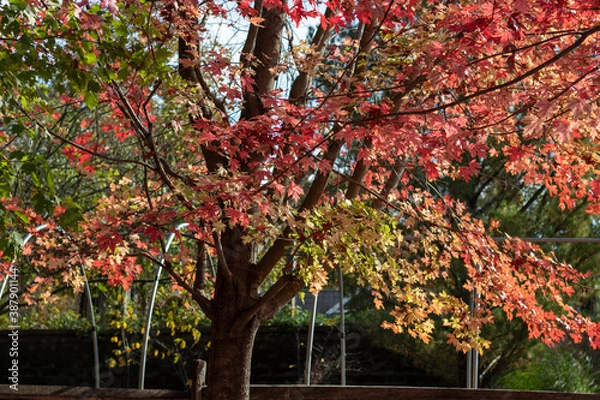 Obraz red and yellow