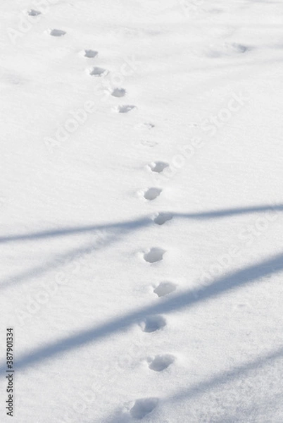 Obraz 足跡　雪