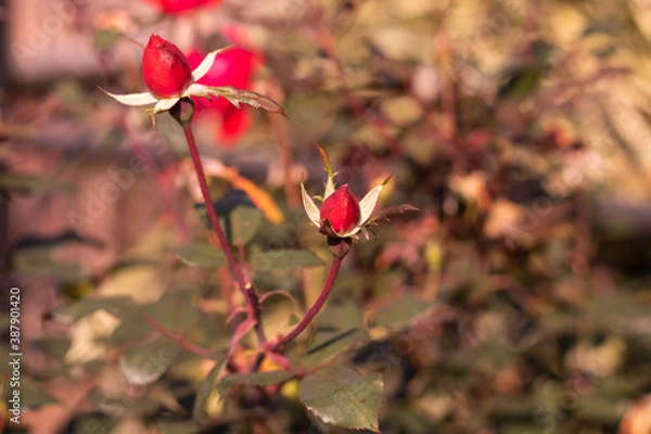 Obraz red rose flower