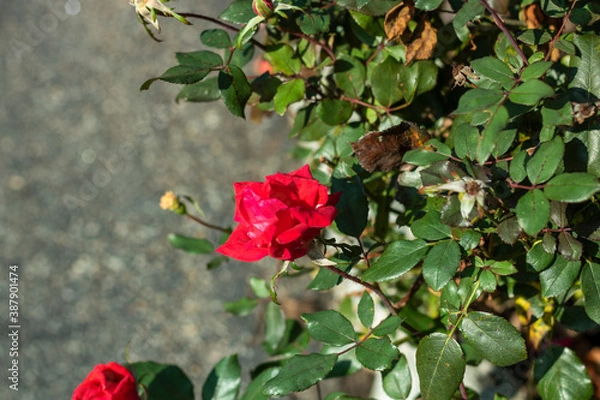 Obraz red rose in garden