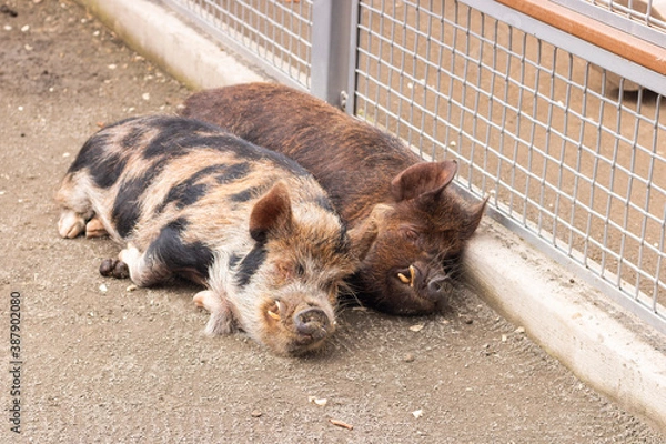 Obraz pigs in a barn