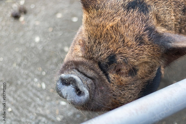 Fototapeta wild boar pig