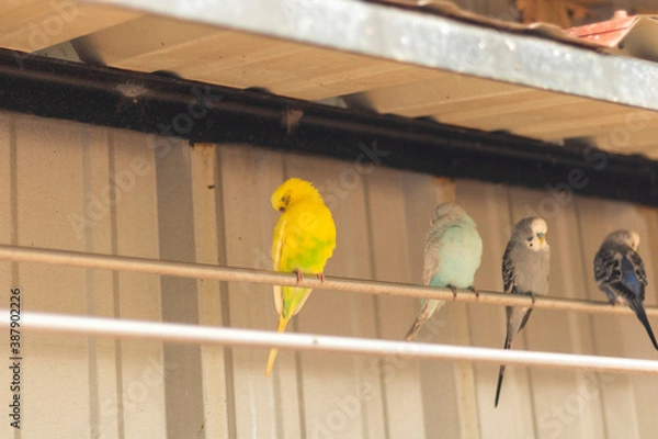 Obraz parrot on the roof