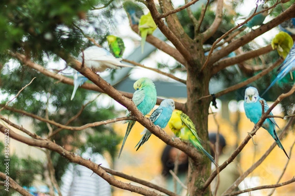 Obraz bird on a branch