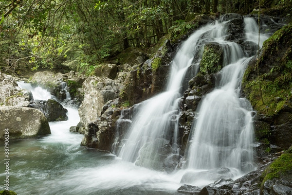Fototapeta 森の下の崖を落ちる川
